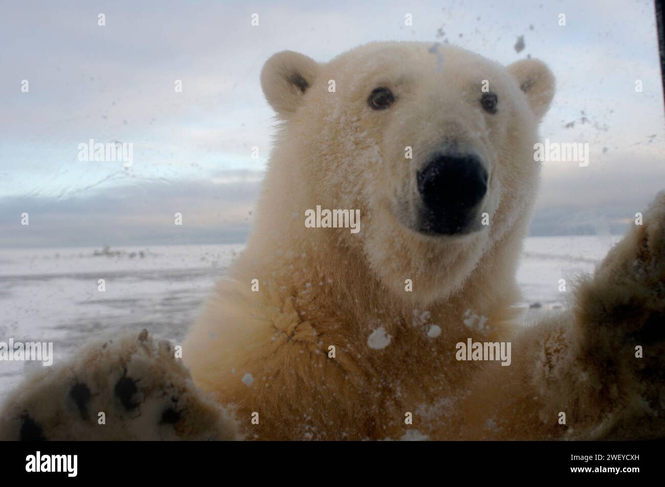 L'orso polare, Ursus maritimus, guarda curiosamente nella finestra del camion, 1002 pianura costiera dell'Arctic National Wildlife Refuge, Alaska Foto Stock