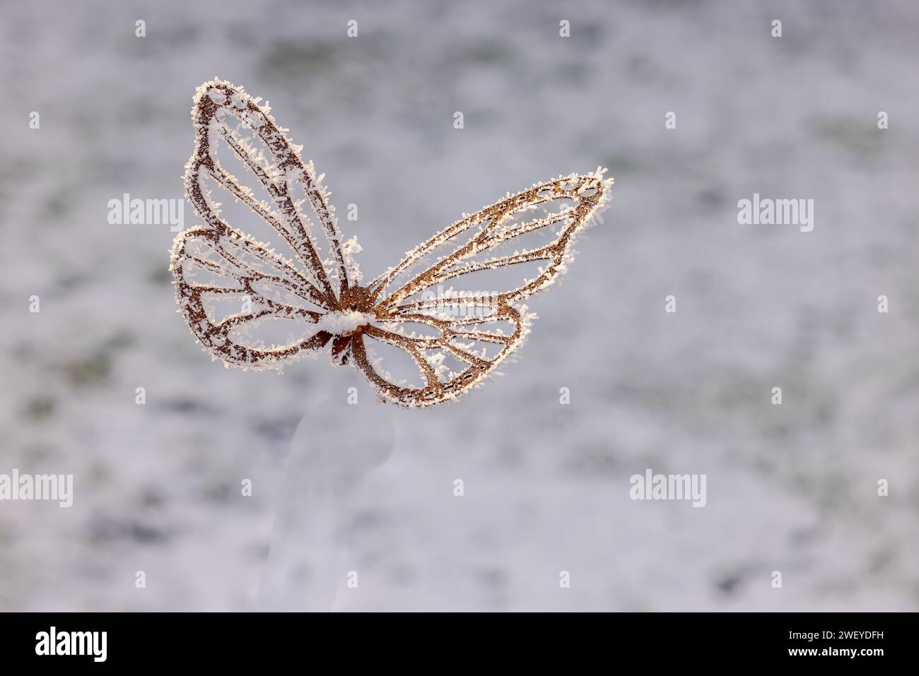 Farfalla di metallo che si libra e vola in giardino con cristalli di ghiaccio e neve in inverno in giardino come una carta divertente con spazio per le copie Foto Stock