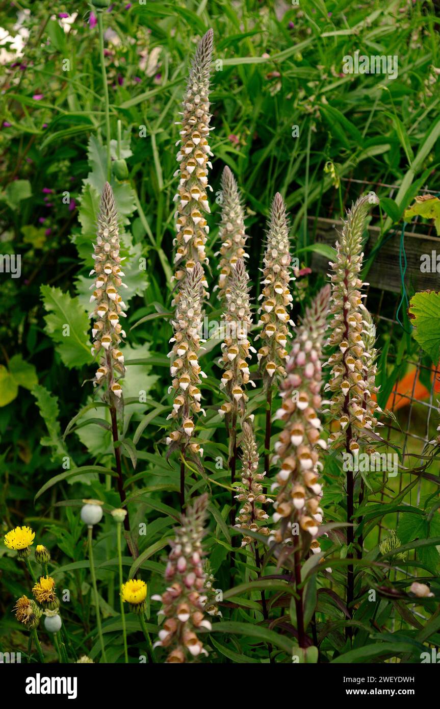 Digitalis lanata 'Grecian Foxglove' [es. Radan, Serbia] Foto Stock