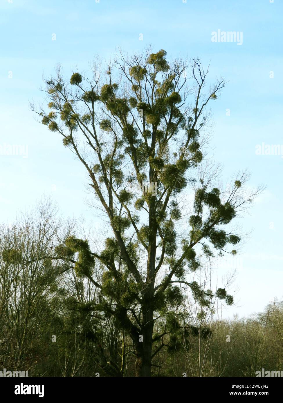Halbschmarotzer besiedeln gerne große Baeume, aber auch Obstb- und Alleebaeume, Das kann langfristig zum Absterben der Aeste fuehren, da die Msiteln ihren Wirtspflanzen kontinuierlich Wasser und Naehrsalze entziehen Pappel an Erft mit Misteln *** Semi-Scolonizzare alberi, ma anche alberi di grandi e parassiti come alberi, alberi da frutto, alberi, alberi, alberi, alberi da frutto che può portare alla morte a lungo termine dei rami, come il vischio continuamente priva le sue piante ospiti di acqua e sali nutrienti Pioppo su Erft con vischio Foto Stock
