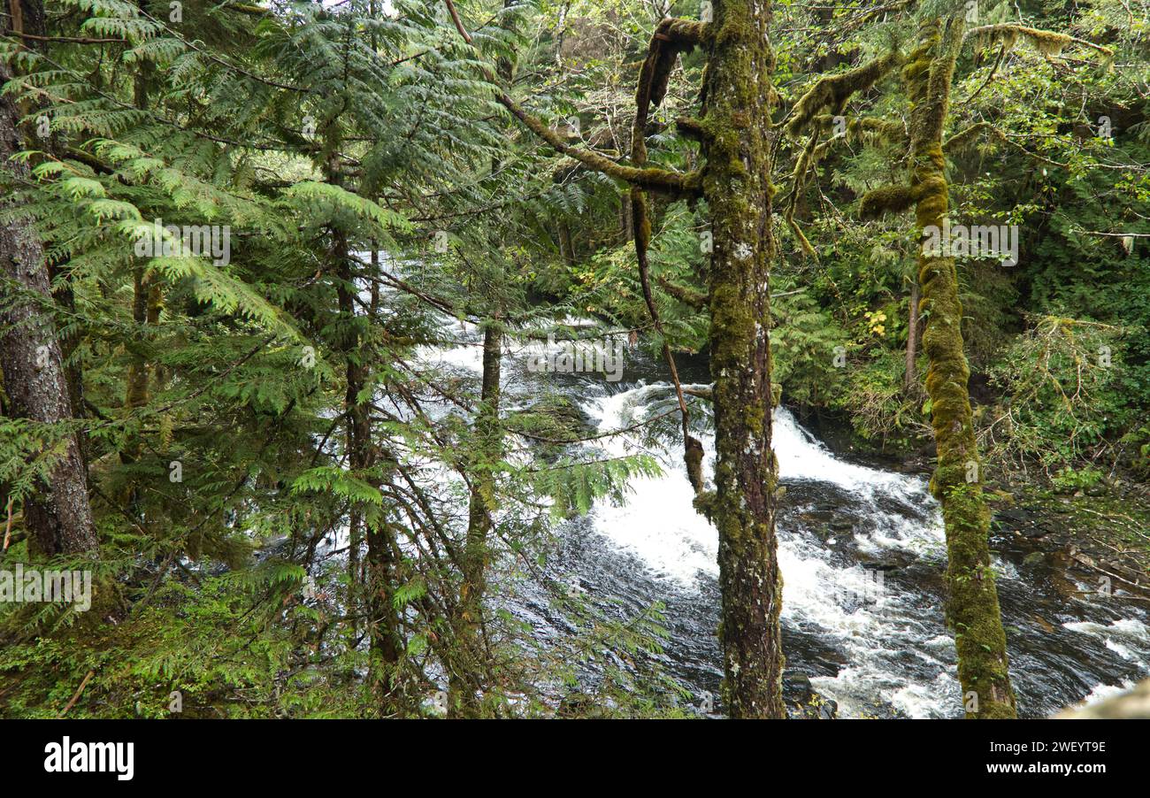 Piante della foresta pluviale a Ketchikan, Alaska Foto Stock