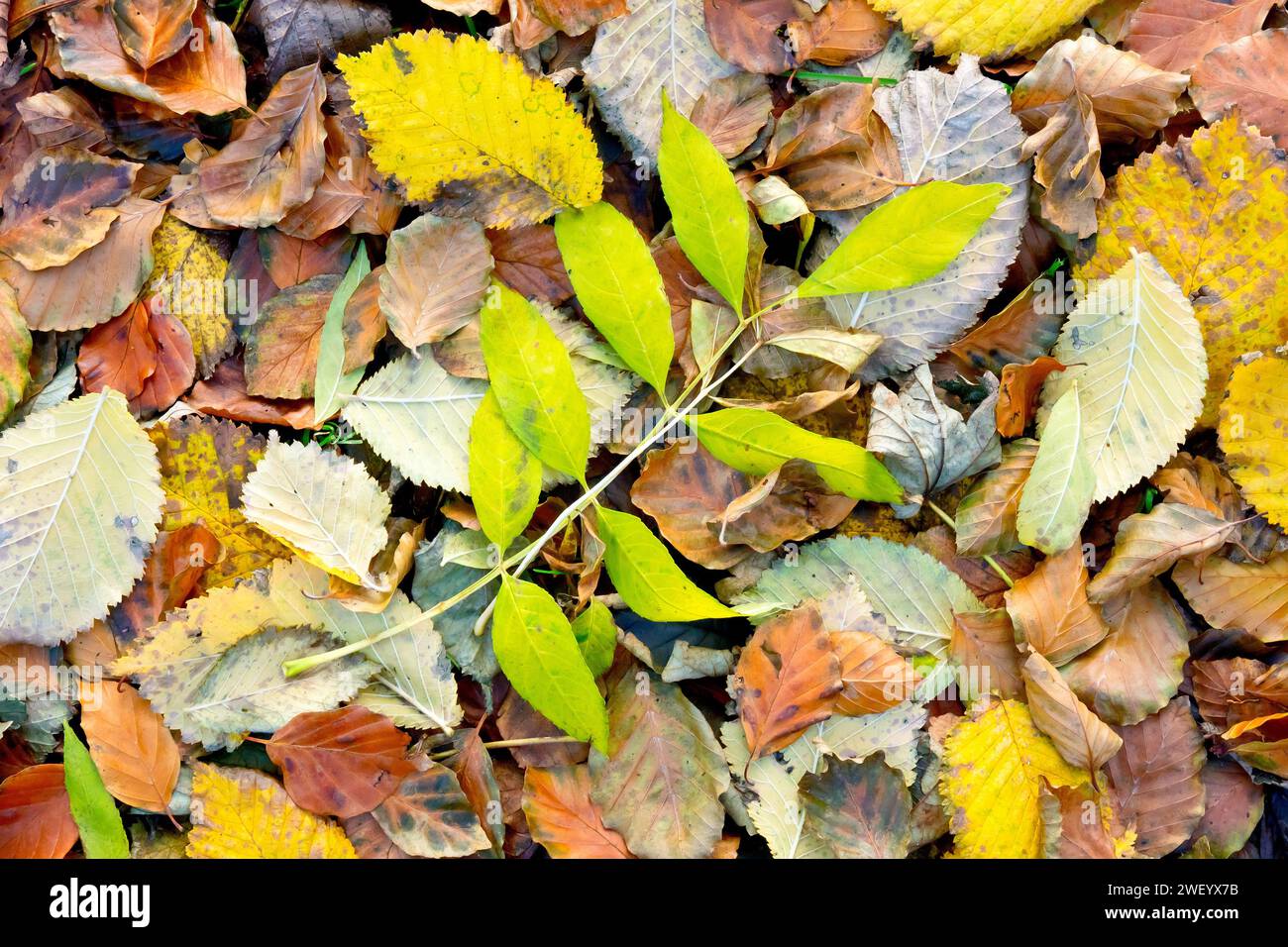 Primo piano delle foglie autunnali sul pavimento di un bosco aperto, principalmente faggio (fagus sylvatica), Wych Elm (ulmus glabra) e frassino (fraxinus excelsior). Foto Stock