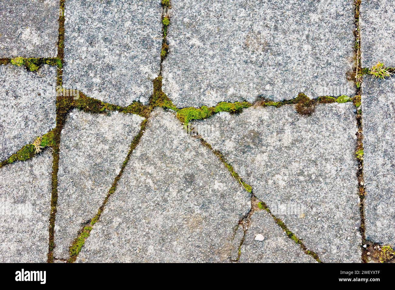 Primo piano con diverse lastre di pavimentazione in calcestruzzo rotte e muschi, erba e altre piante che sfruttano e crescono nelle crepe. Foto Stock
