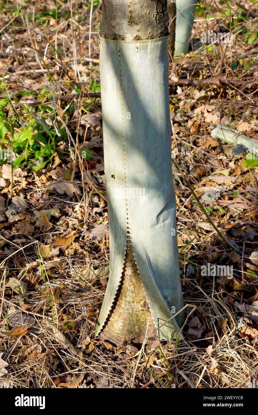 Primo piano che mostra il tubo protettivo in plastica che circonda il tronco di un giovane albero che inizia a separarsi man mano che l'albero matura e lo supera. Foto Stock