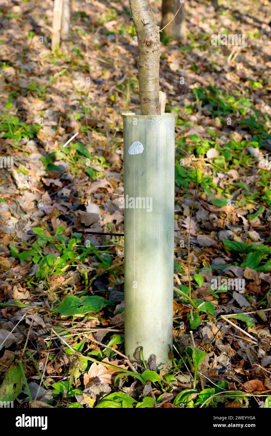 Primo piano con un tubo di plastica che circonda il tronco di un giovane albero o alberello che fornisce protezione durante la crescita e la maturazione. Foto Stock