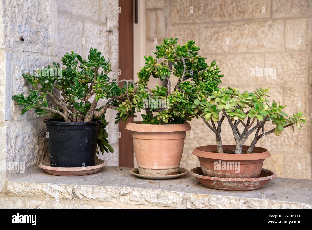 Tre vasi con Crassula ovata, noti come pianta fortunata o albero dei soldi Foto Stock