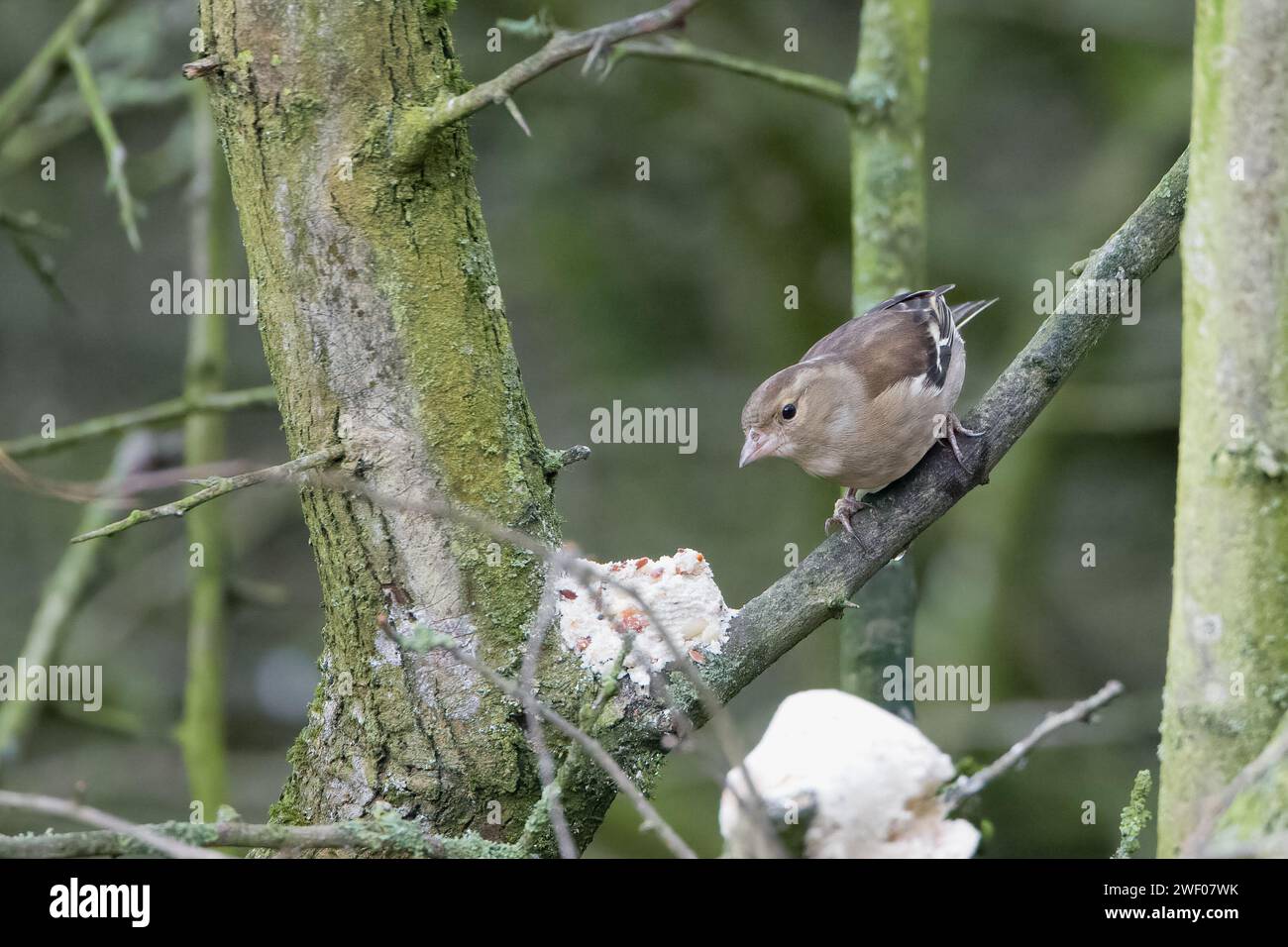 Fringuello comune Foto Stock