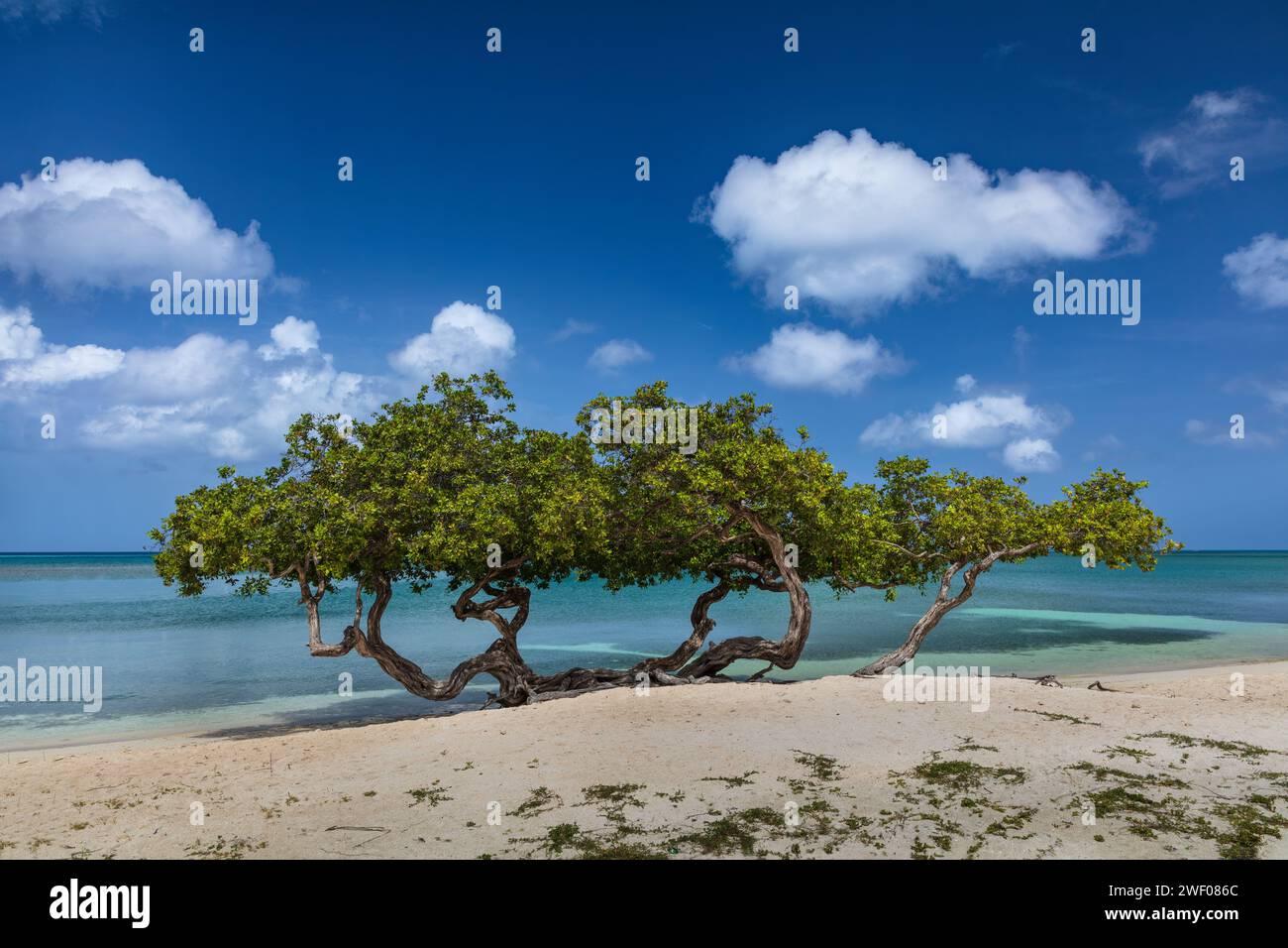 Fofoti aggrovigliato sulla spiaggia sabbiosa di Aruba. Mare verde e blu vivo dietro. Cielo nuvoloso blu profondo sopra. Foto Stock