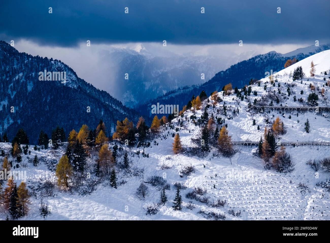 Pini e larici gialli che crescono sulle pendici collinari del passo Sella, creste delle Dolomiti in lontananza, in inverno. Canazei Trentino-Alt Foto Stock