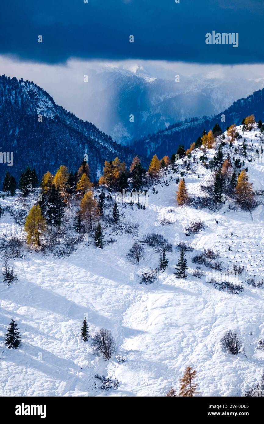 Pini e larici gialli che crescono sulle pendici collinari del passo Sella, creste delle Dolomiti in lontananza, in inverno. Canazei Trentino-Alt Foto Stock