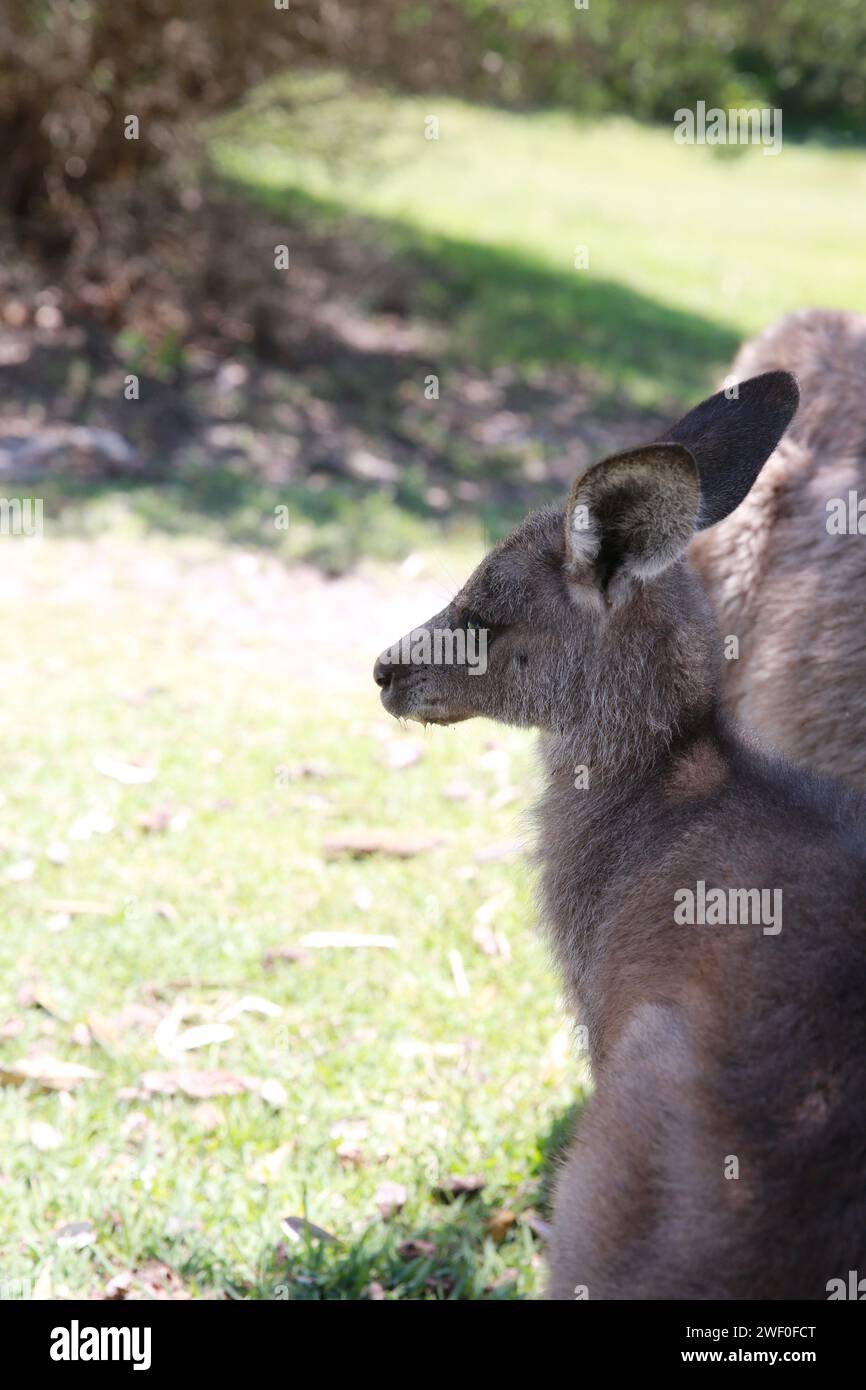 Canguri, Booderee National Park, NSW, Australia Foto Stock