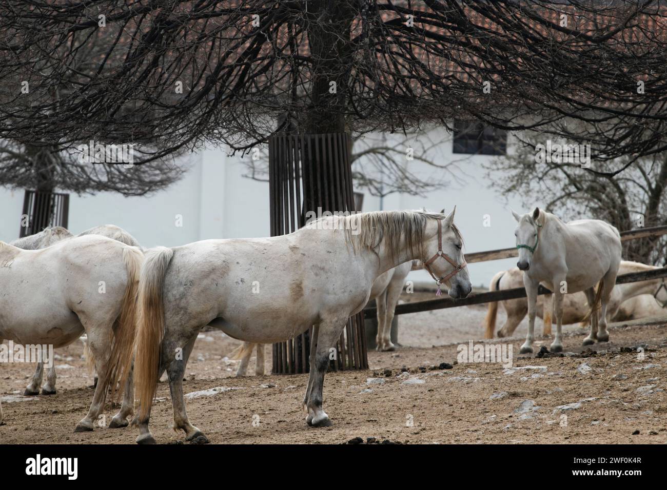 Cavalli bianchi lipizzaner nel cortile dell'allevamento di cavalli Lipica Foto Stock