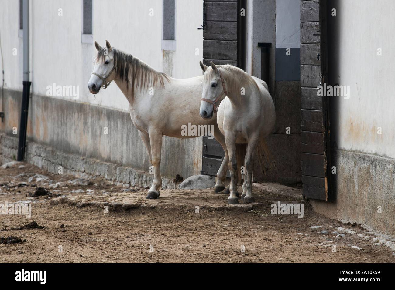 Cavalli bianchi lipizzaner nell'allevamento di cavalli Lipica fuori dalla porta Foto Stock