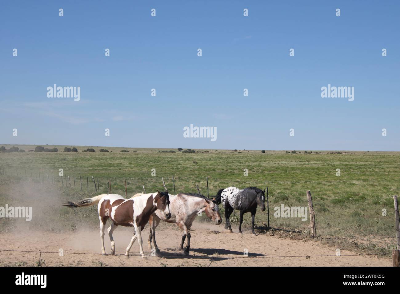 Pony Horses in ranch nella prateria Foto Stock
