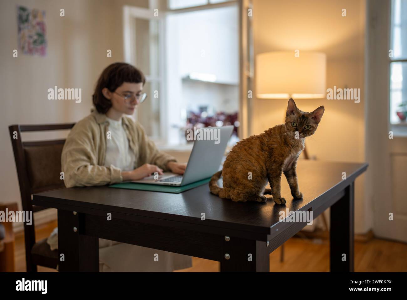 Il gatto di razza Devon rex seduto sul tavolo, vuole giocare mentre il proprietario di animali domestici lavora al computer, studia Foto Stock