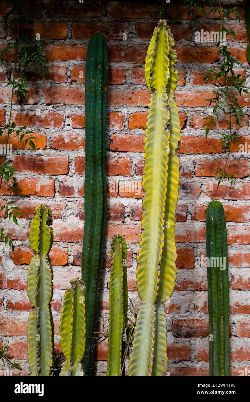 Foto di un giardino dove c'è un cactus fissato a un muro di mattoni in un'area esterna. Foto Stock