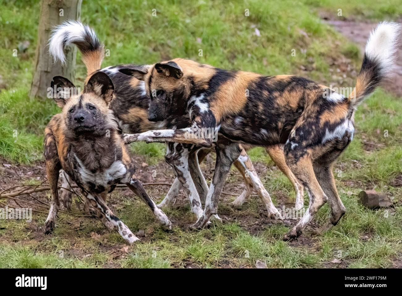 African cani da caccia Foto Stock