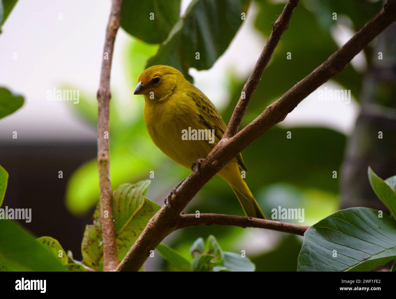 Canarinhos (sicalis flaveola) Foto Stock