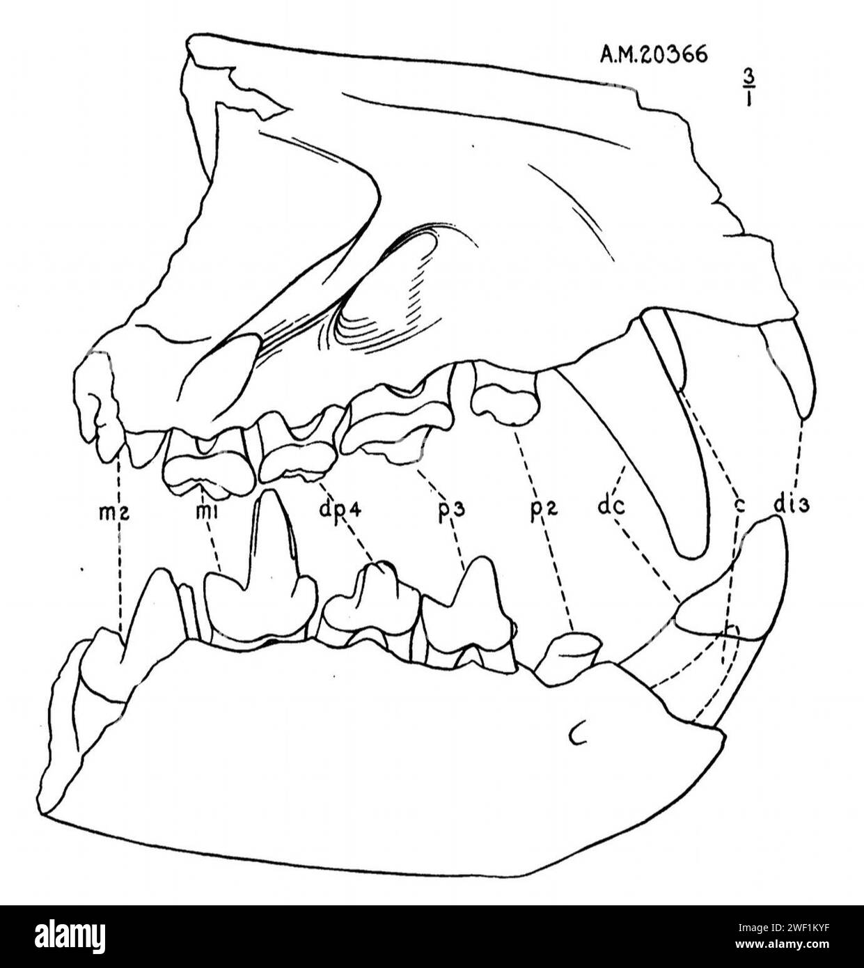Ardynictis davanti al cranio. Foto Stock