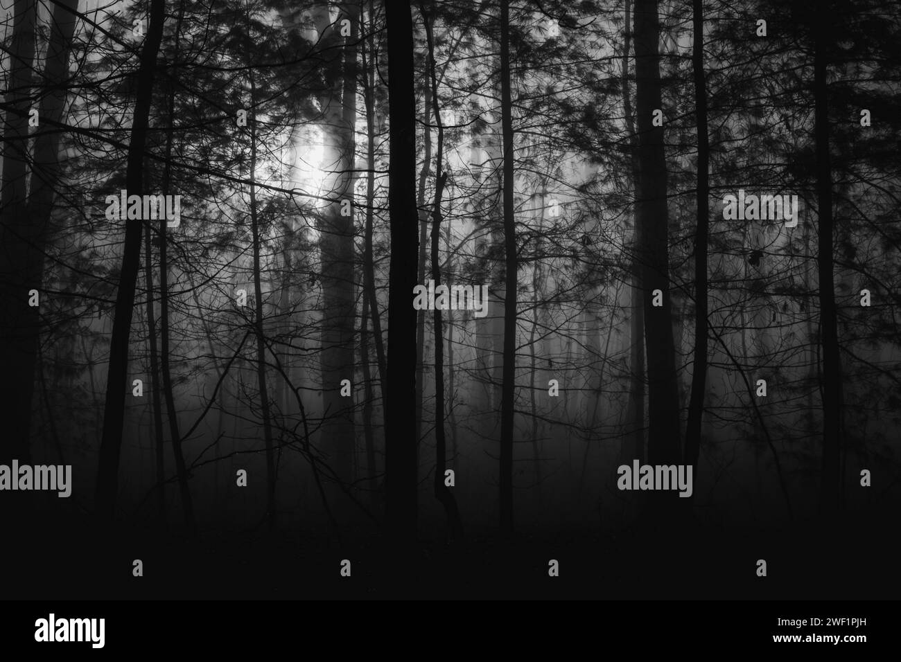 Immagine inquietante della luce che annega nell'oscurità degli alberi e della nebbia. Foto Stock