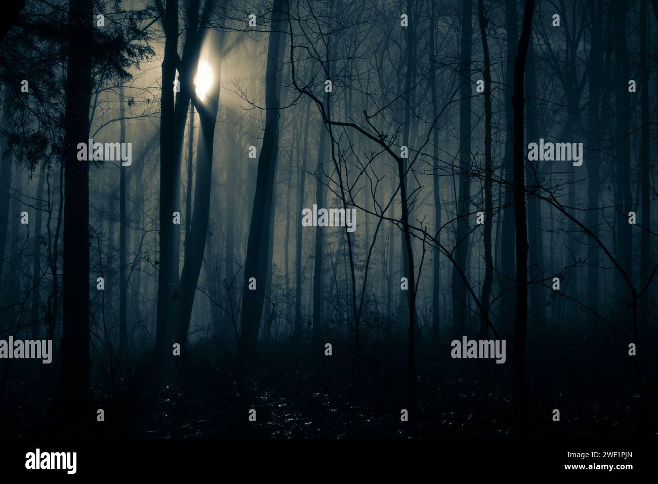 Inquietante immagine monocromatica blu di luce che annega nell'oscurità degli alberi e della nebbia, con gocce d'acqua che scintillano nel sottobosco. Foto Stock