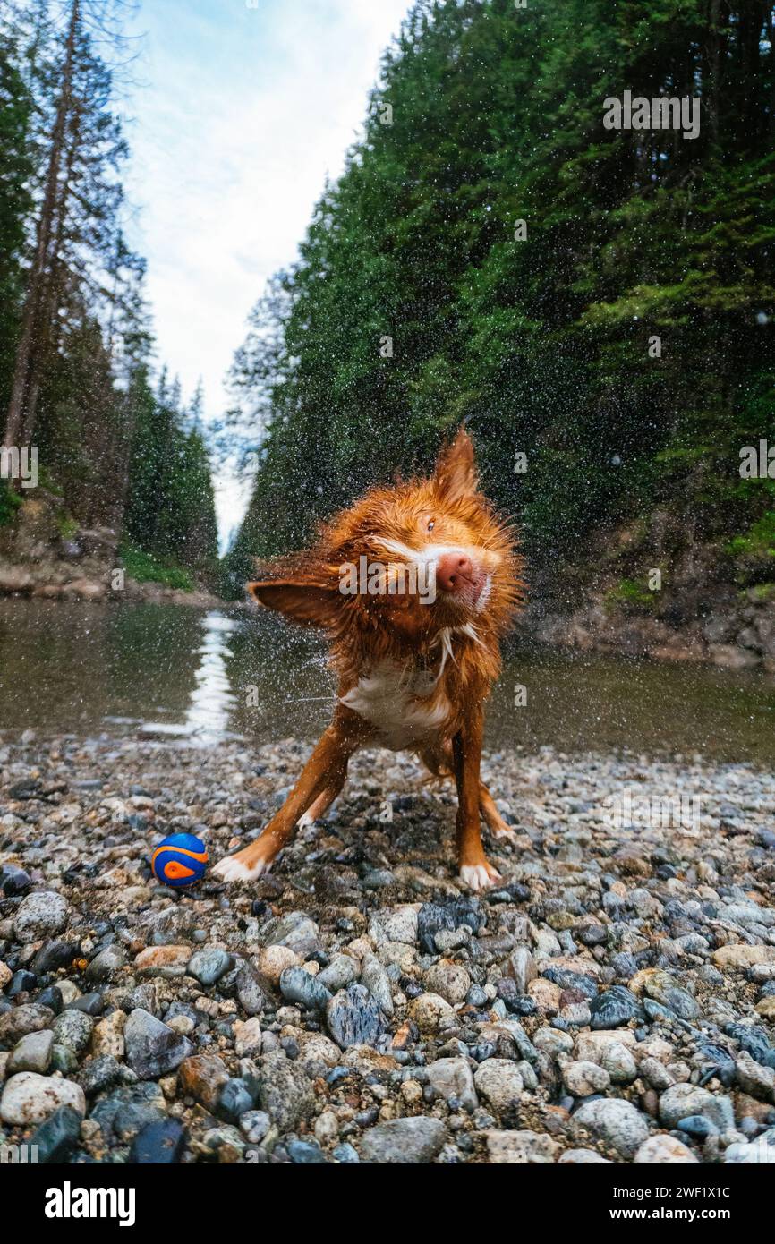 Il Nova Scotia Duck Tolling Retriever si scuote dopo una nuotata Foto Stock