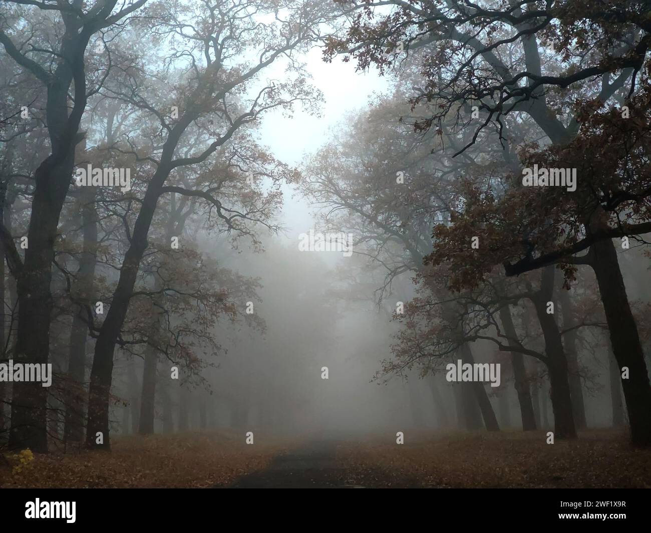 Ripresa cinematografica di una giornata autunnale nebbiosa in una foresta, Una strada e alberi decorati con colori autunnali e ricoperti di nebbia. Foto Stock