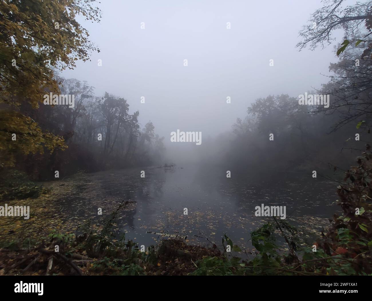 Ripresa cinematografica di una giornata autunnale nebbiosa in una foresta, un lago e alberi decorati con colori autunnali e ricoperti di nebbia. Foto Stock