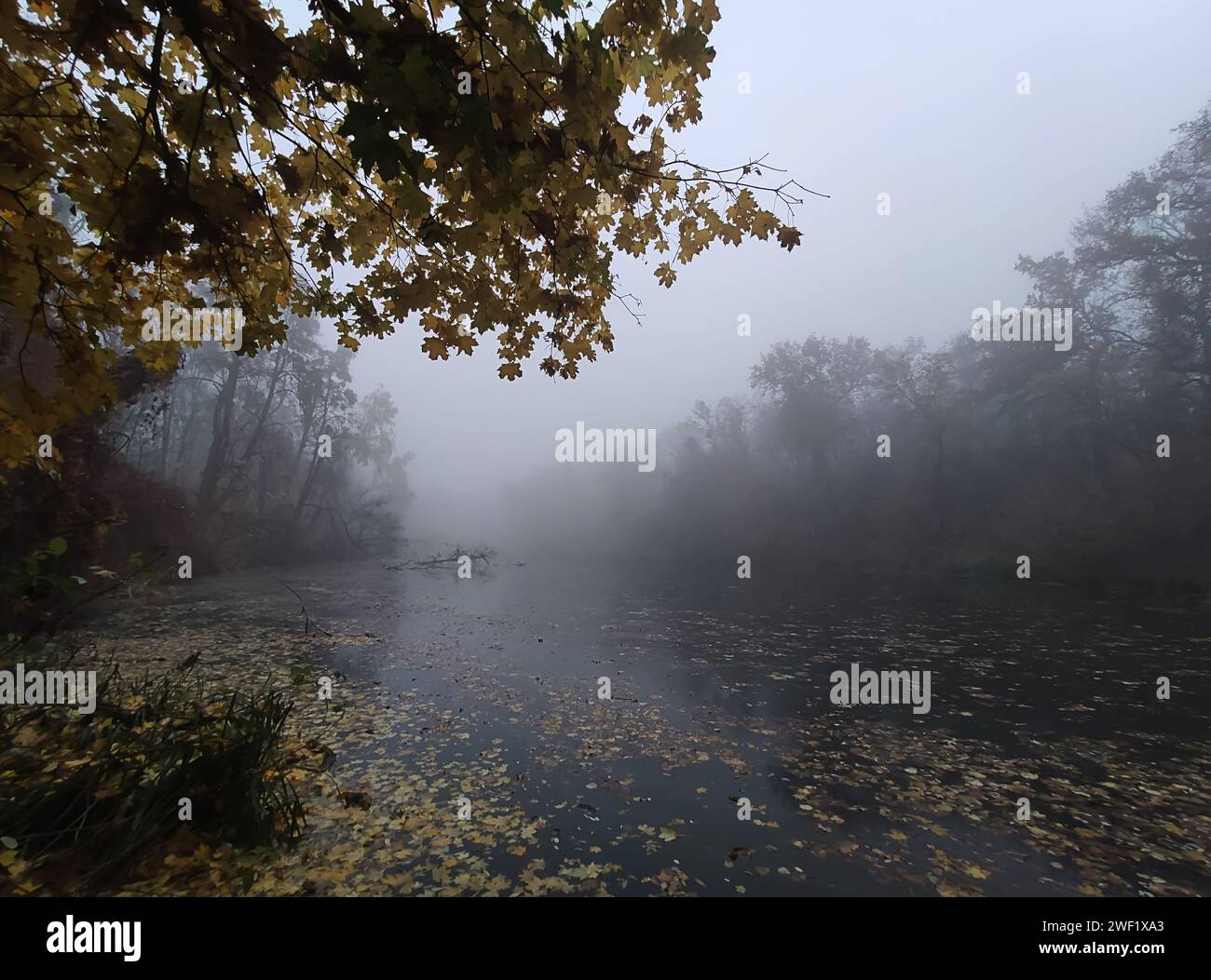 Ripresa cinematografica di una giornata autunnale nebbiosa in una foresta, un lago e alberi decorati con colori autunnali e ricoperti di nebbia. Foto Stock