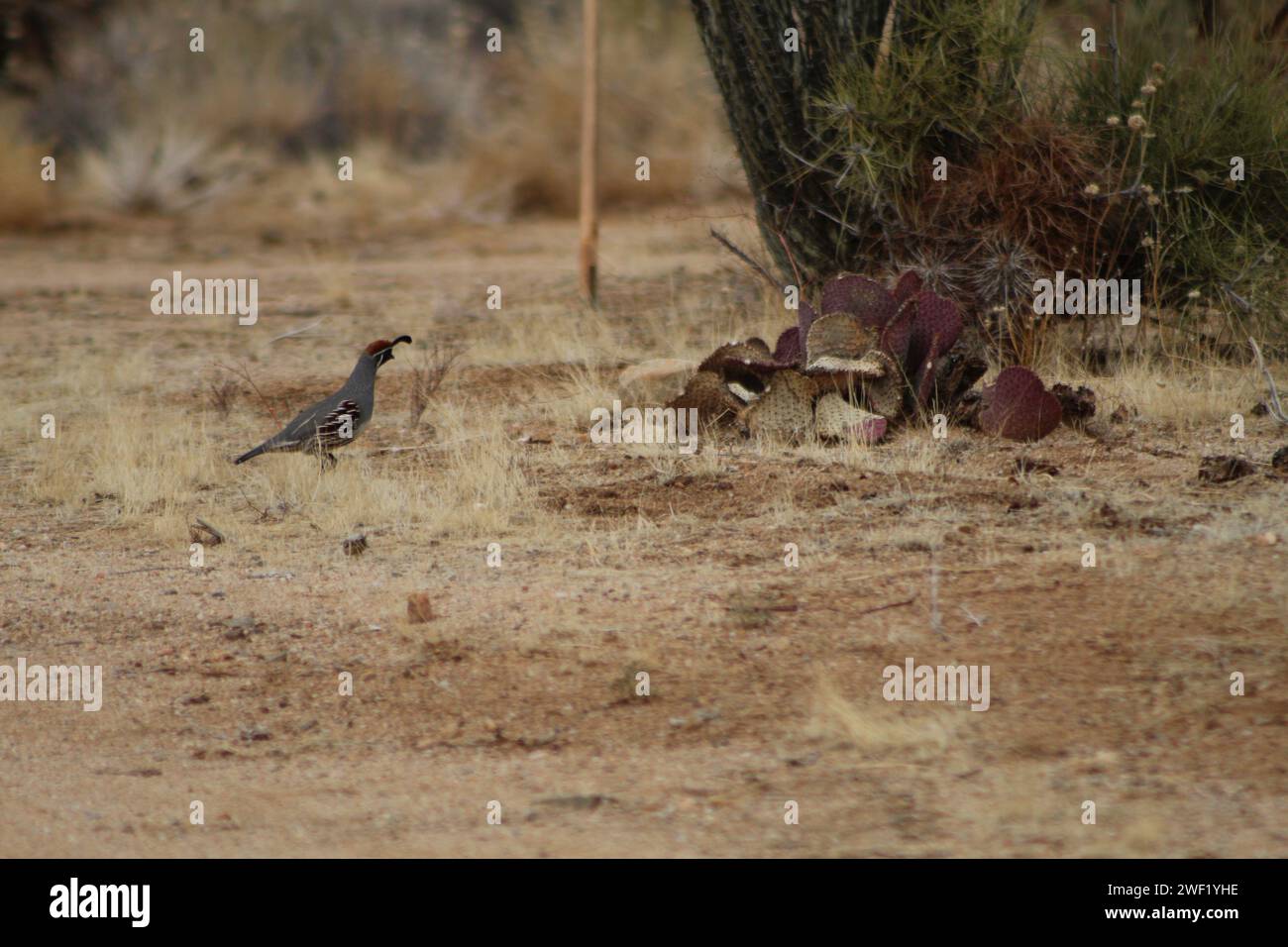 Quail nel deserto dell'Arizona, contea di Mohave, Arizona Foto Stock