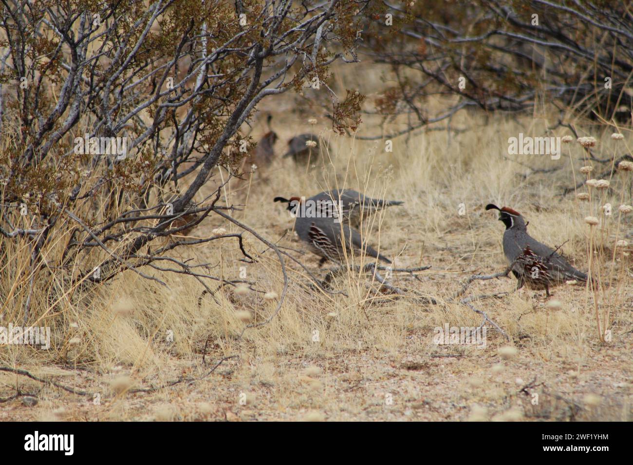 Quail nel deserto dell'Arizona, contea di Mohave, Arizona Foto Stock