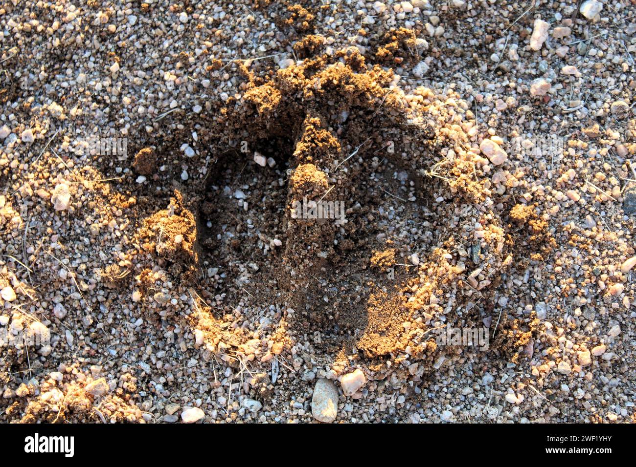 impronte di zoccoli nella sabbia del deserto Foto Stock