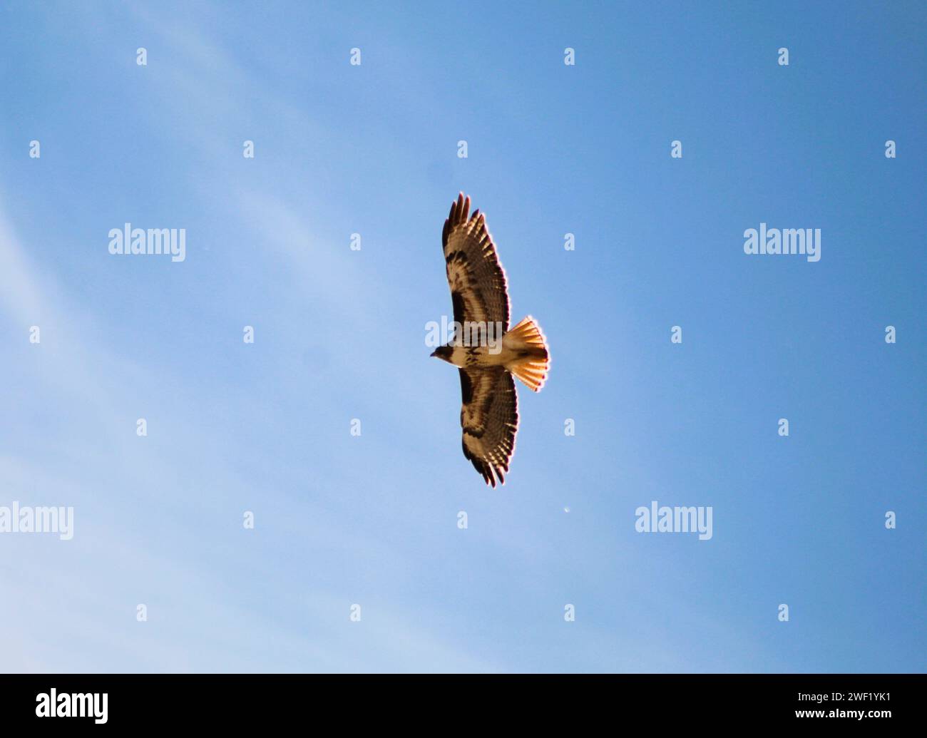 Red Tail Hawk che vola attraverso il cielo blu, le ali si estendono Foto Stock