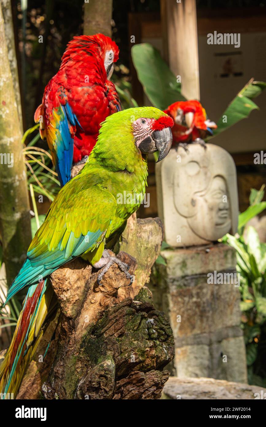 Grande macaw verde e scarlatto macaw, Copan, Honduras Foto Stock