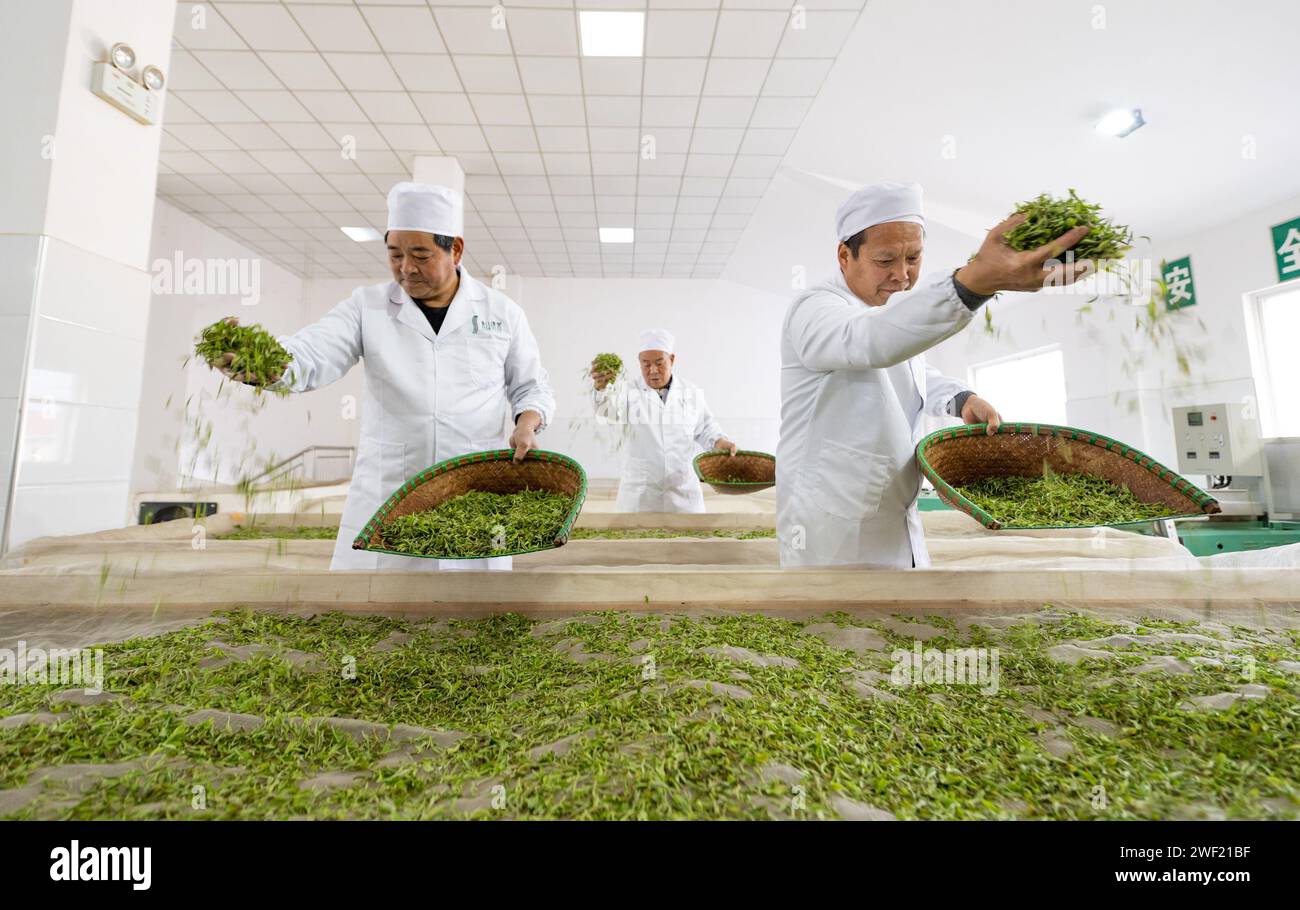 YICHANG, CINA - 27 GENNAIO 2024 - i lavoratori preparano il tè in un laboratorio di lavorazione del tè a Yichang, nella provincia di Hubei della Cina centrale, 27 gennaio 2024. Foto Stock