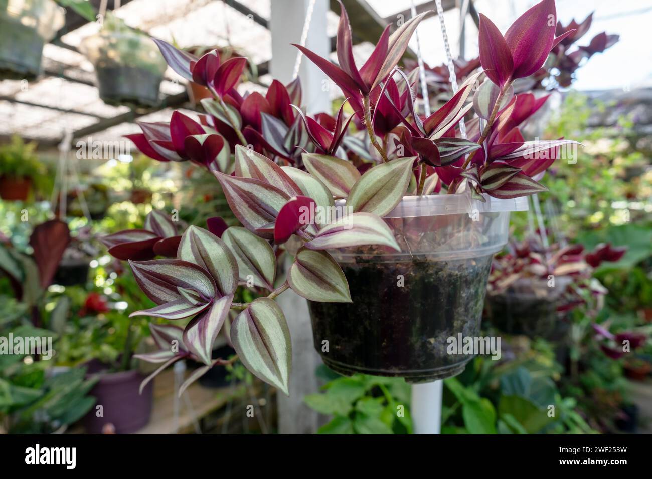 Primo piano di Tradescantia Zebrina girovagante ebreo viola appeso in un vaso Foto Stock