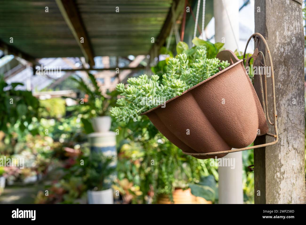 Primo piano di Sedum morganianum Burrito Donkey's Tail in un vaso Foto Stock