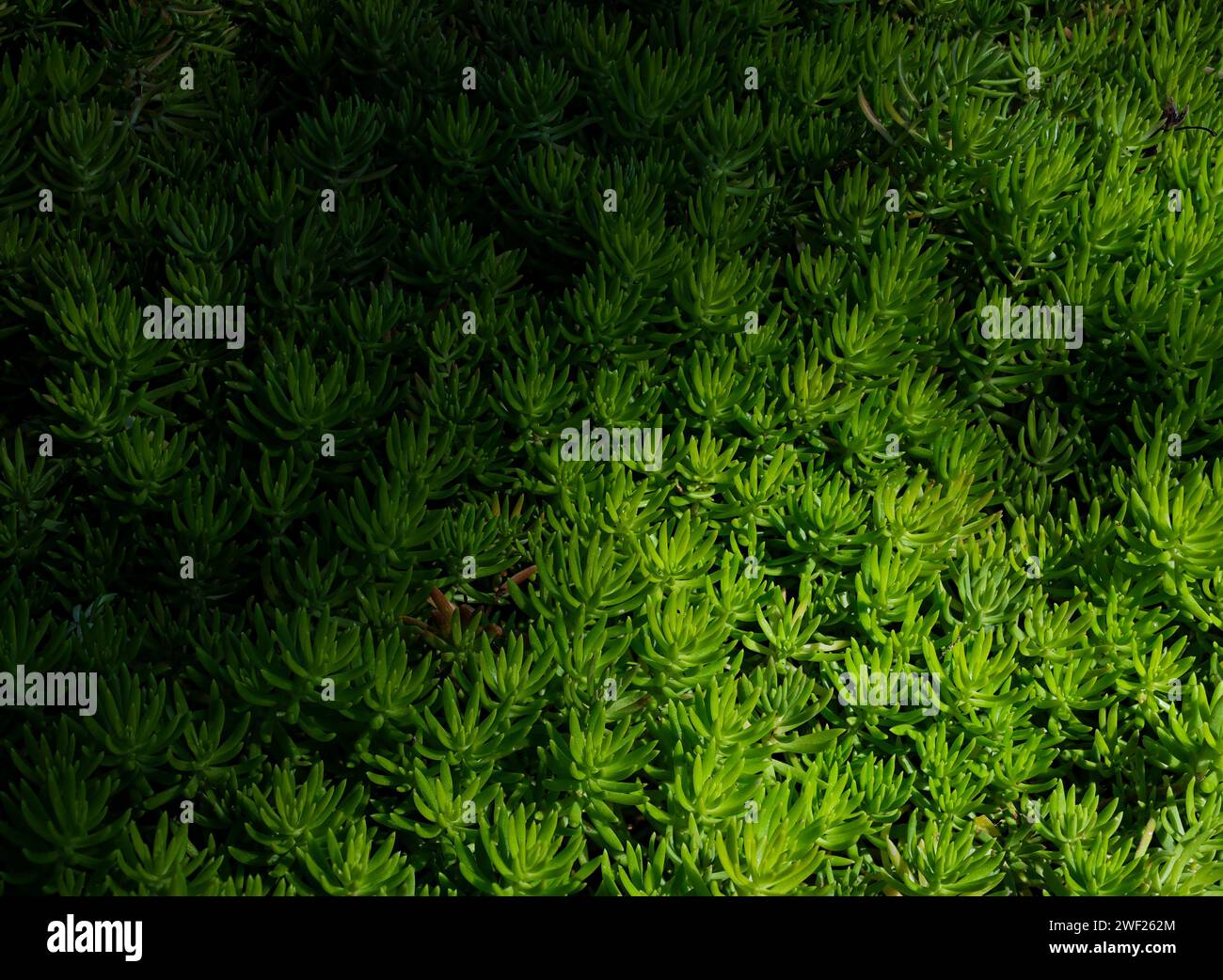 Piante grasse verdi a schermo intero Foto Stock