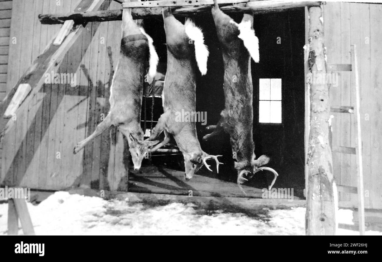 Tre cervi dalla coda bianca sono appesi alla porta del fienile di una fattoria, ca. 1910. Foto Stock