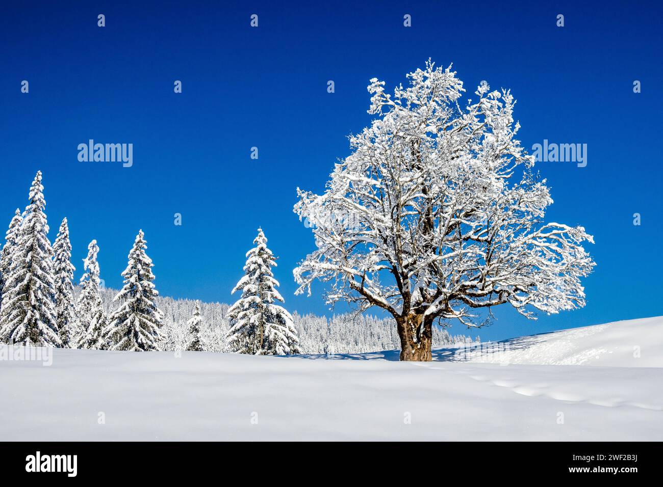 Un solitario albero di quercia innevato in un paesaggio invernale nella valle Kleinwalsertal, pini innevati di una foresta in lontananza. Foto Stock