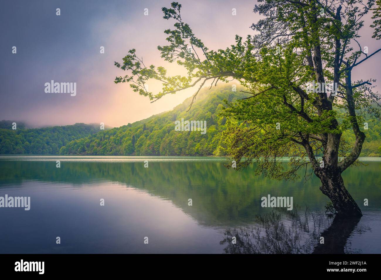 Bella vista con alberi solitari nel lago all'alba. Fantastico scenario all'alba con foresta nebbiosa sulle rive del lago, parco nazionale di Plitvice, Cro Foto Stock