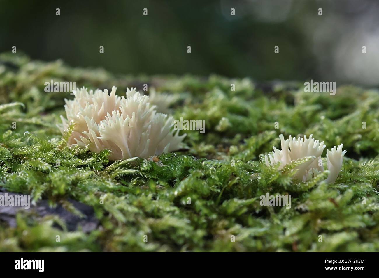 Lentaria byssiseda, un fungo corallo che cresce sul tronco di quercia, nessun nome inglese comune Foto Stock