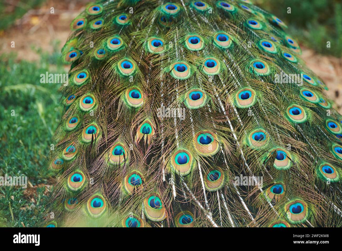 Peluche indiano (Pavo Cristatus), piume, occhi, coda, dettaglio, Francia, Europa Foto Stock