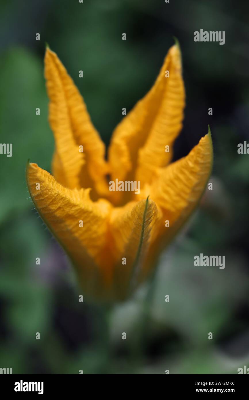 Fiore giallo di zucca, Cucurbita pepo, un ortaggio coltivato Foto Stock