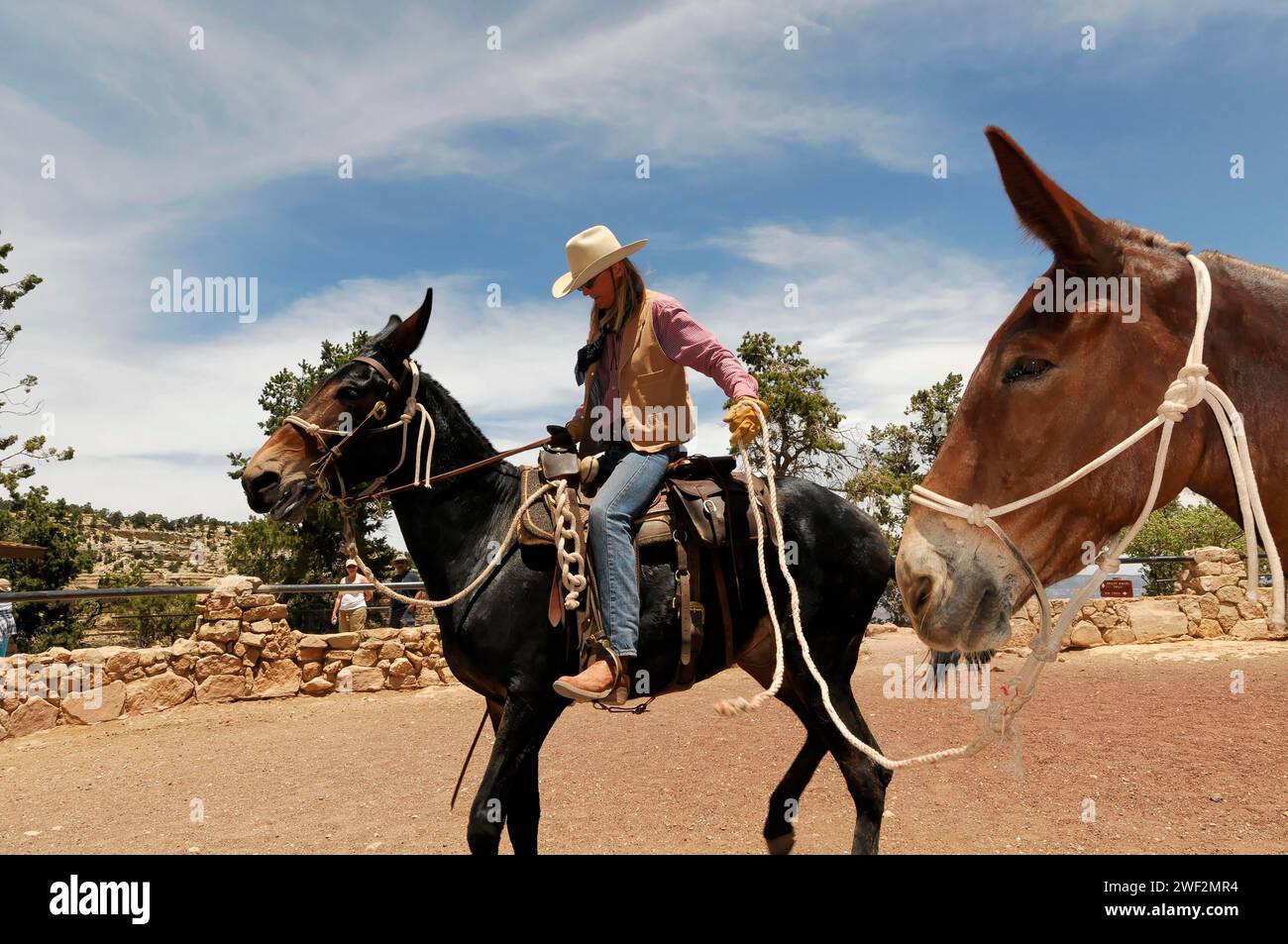 I ciclisti in muli sul sentiero escursionistico South Kaibab Trail sopra la cresta di Cedar Ridge, il Grand Canyon, il Grand Canyon National Park, Arizona, Stati Uniti Foto Stock