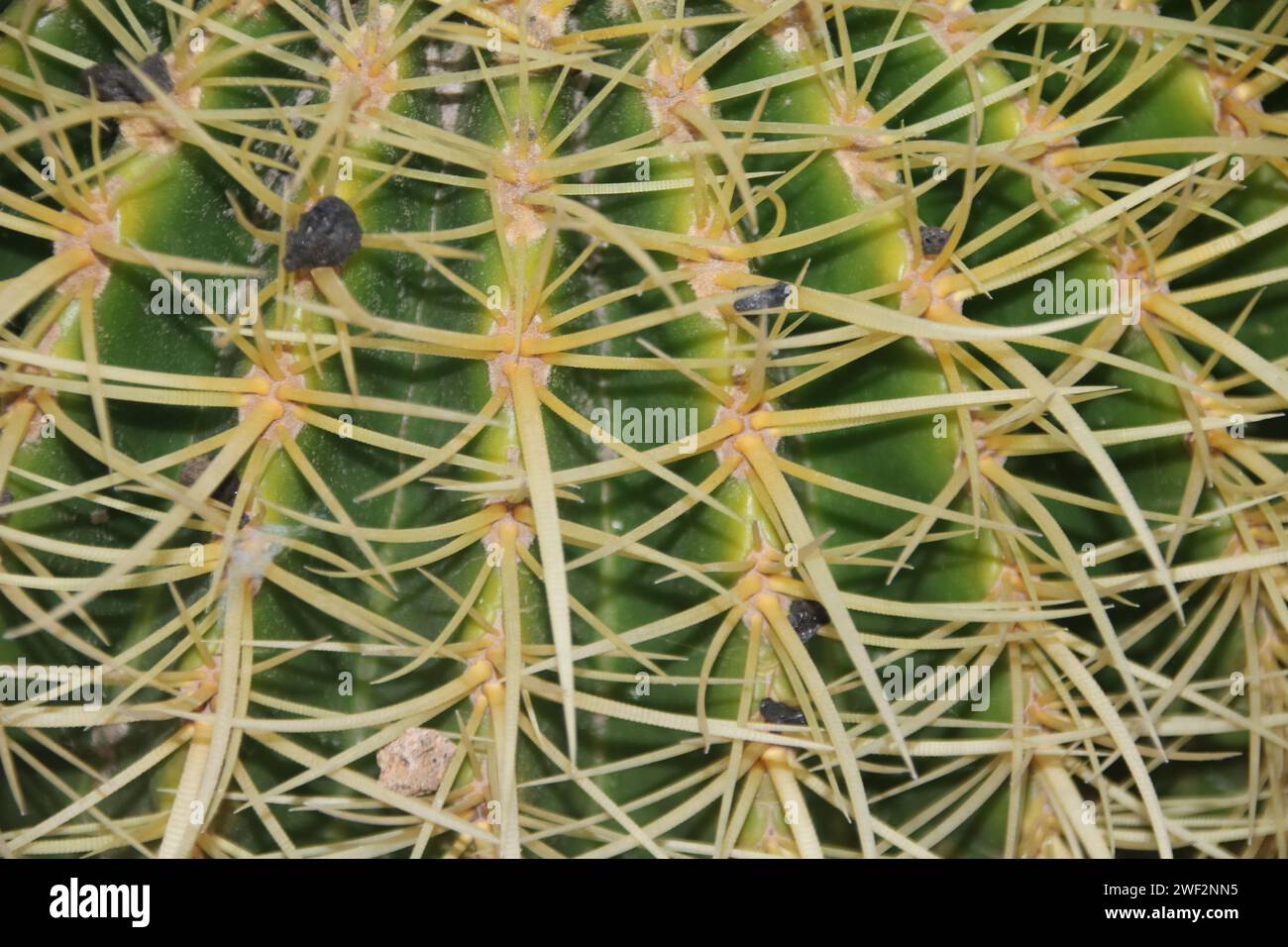 primo piano dei picchi sull'impianto di cactus Foto Stock