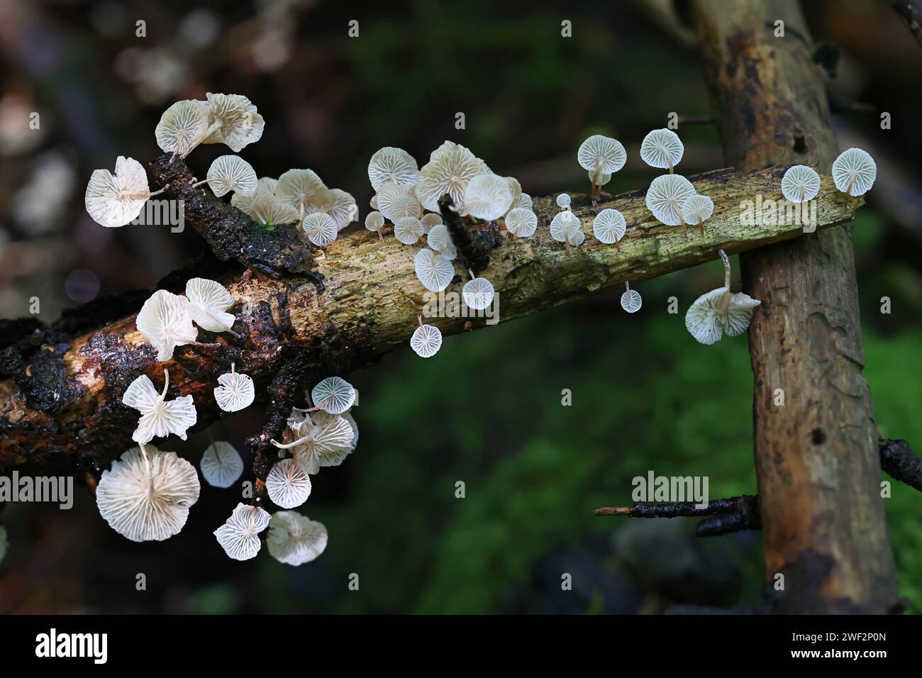 Marasmiellus ramealis, comunemente noto come Twig Parachute, fungo selvatico dalla Finlandia Foto Stock