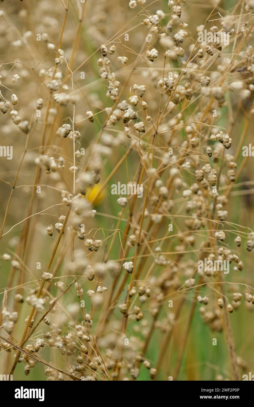 Terreni Briza, erba cipollina comune, teste di fiori verdi a forma di cuore e di colore viola che invecchiano fino a marrone chiaro Foto Stock