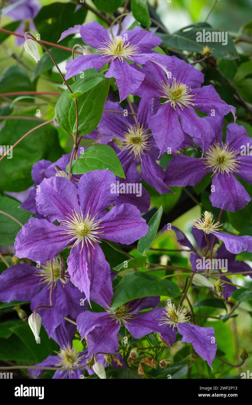 clematis Wisley, Viticella Group, clematis Evipo001, clematis viticella Wisley, fiori viola a metà estate Foto Stock