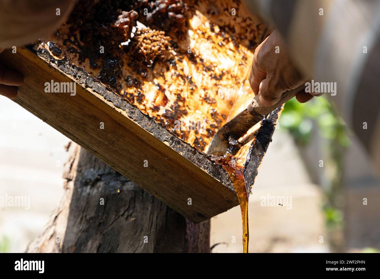 05.11.2023, Keroya, Lombok, IDN - Honig fliesst aus dem Honigraum einer Bienenkiste. Anschnitt, asiatisch, Asien, aussen, Aussenaufnahme, Bienenkiste, dettaglio, Detailaufnahme, fliessend, fliesst, Herbst, Honig, Honigernte, Honigraum, Imkerei, Indonesien, indonesisch, Jahreszeit, Kiste, Lombok, niemand, QF, Querformat, Suedostasien 231105D304LOMBOK.JPG *** 05 11 2023, Keroya, Lombok, IDN miele che esce dalla camera di miele di una scatola di api, Asia, Asia, esterno, foto esterna, bee box, dettaglio, scatto di dettaglio, fluidità, fluidità, autunno, miele, raccolta del miele, camera del miele, apicoltura, Indonesia, Indo Foto Stock